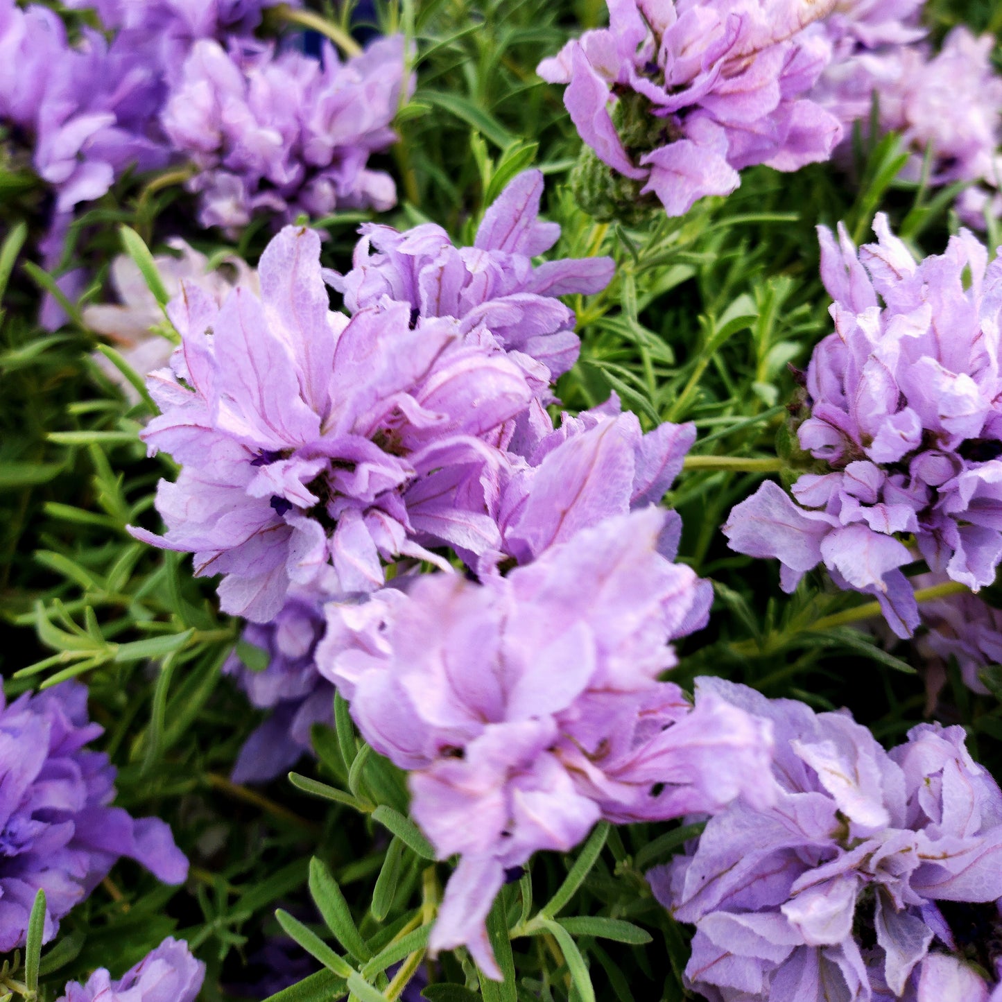 Lavandula pedunculata 'Lavish Blue' (Lavender)