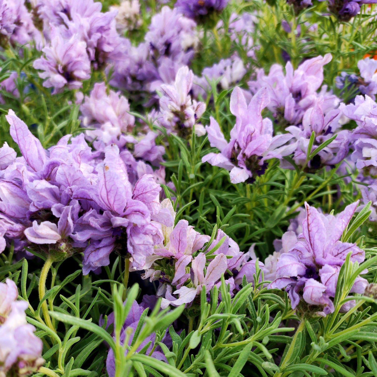 Lavandula pedunculata 'Lavish Blue' (Lavender)