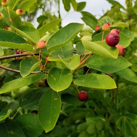 Amelanchier canadensis (Canadian Serviceberry)