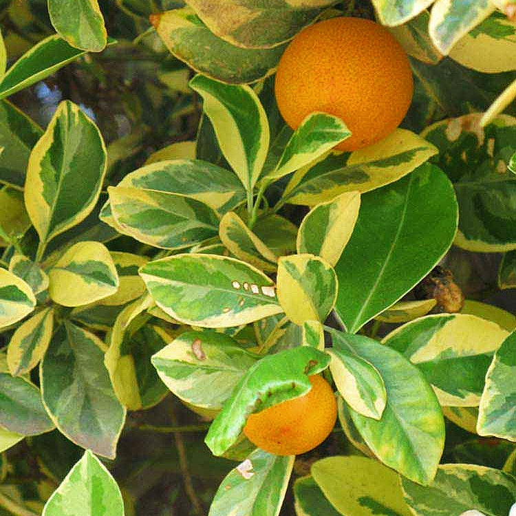Citrus × microcarpa 'Variegata' (Variegated Calamondin)