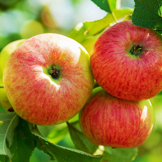 Malus domestica 'Monty's Surprise' MM106 (Apple)