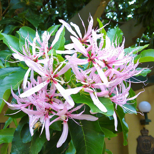 Calodendrum capense (Cape Chestnut)