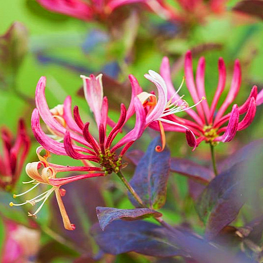 Lonicera periclymenum 'Belgica' (Early Dutch Honeysuckle) – Pikirangi ...