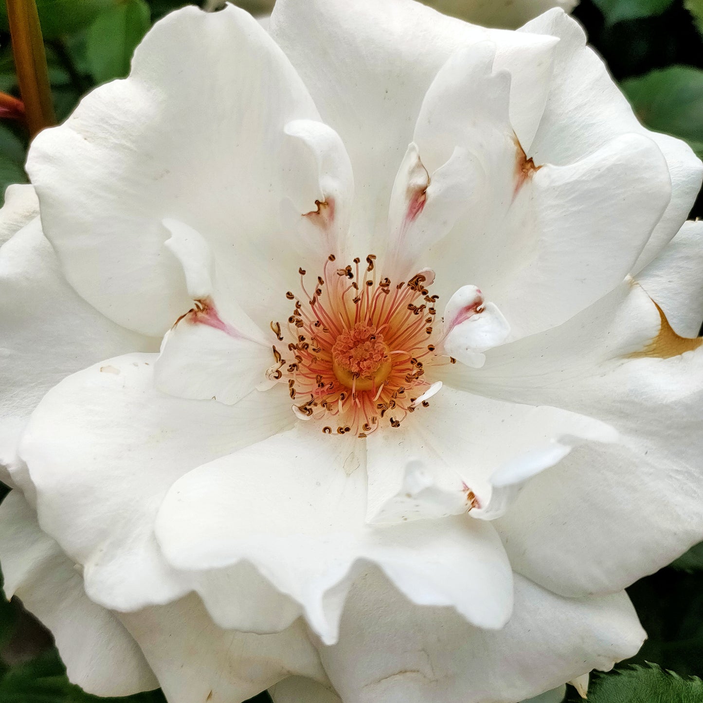 Rosa Margaret Merril ('Harkuly')
(floribunda Medium)