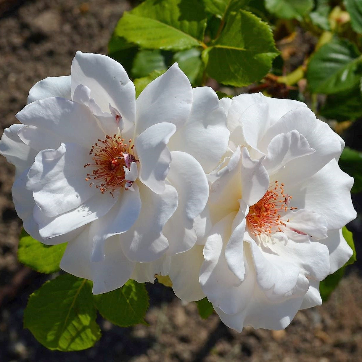 Rosa Margaret Merril ('Harkuly')
(floribunda Medium)