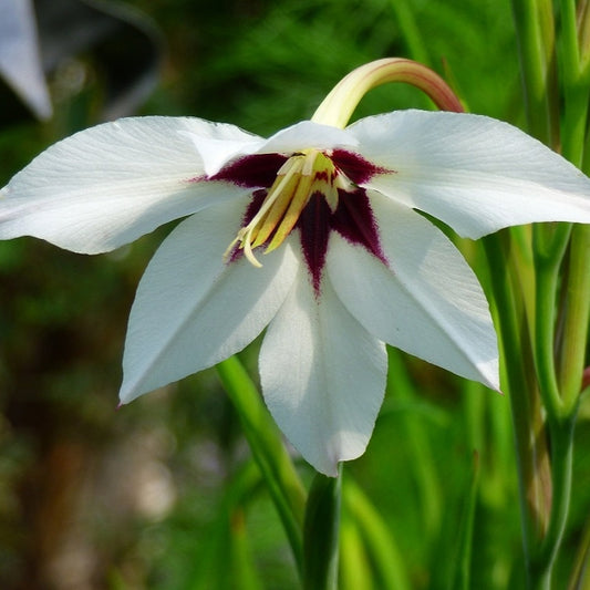 Gladiolus murielae (Peacock Orchid)