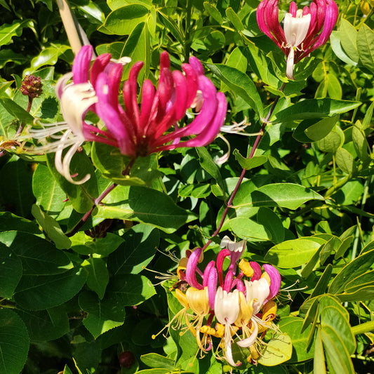 Lonicera periclymenum 'Winchester' (Winchester Honeysuckle)