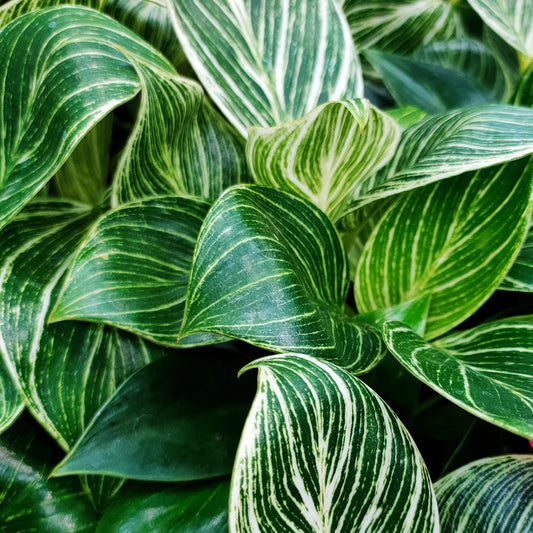 Philodendron 'Birkin'