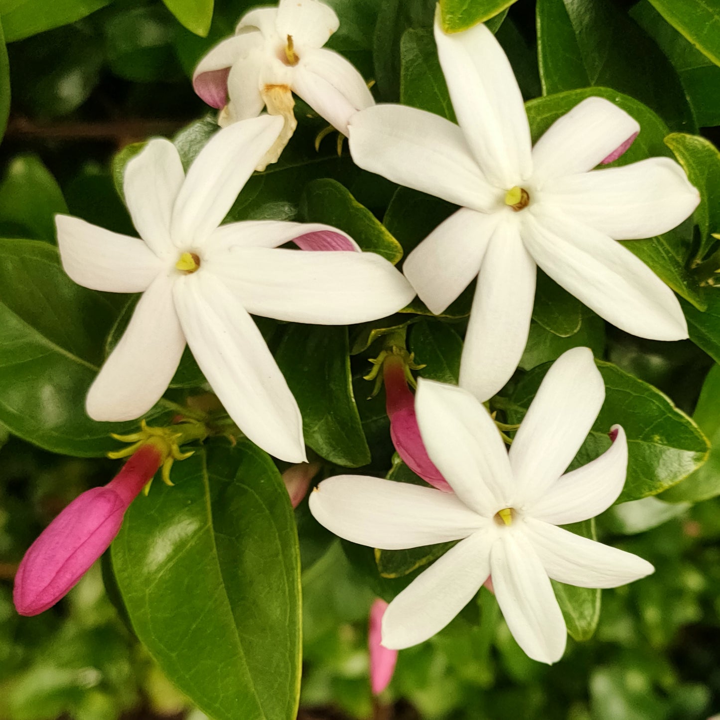 Jasminum multipartitum 'Southern Stars'