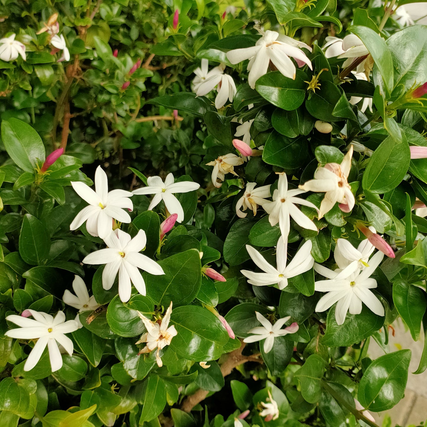 Jasminum multipartitum 'Southern Stars'