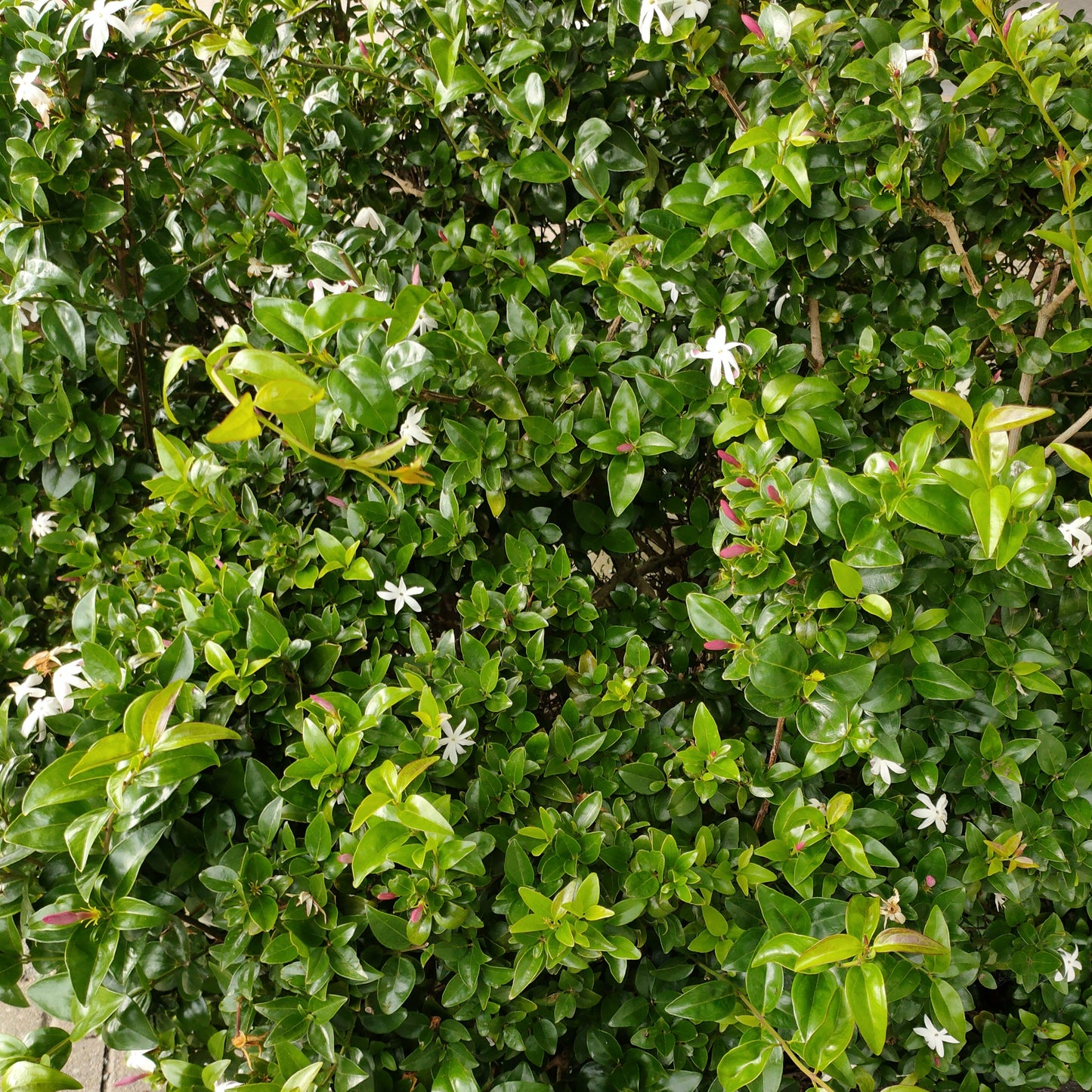 Jasminum multipartitum 'Southern Stars'