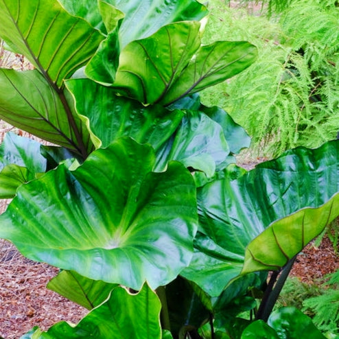 Colocasia esculenta 'Coffee Cups'