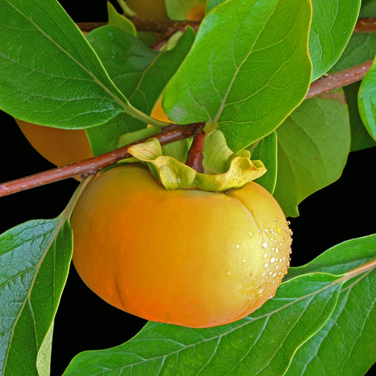 Diospyros kaki 'Matsumoto Wase Fuyu' (Oriental Persimmon)