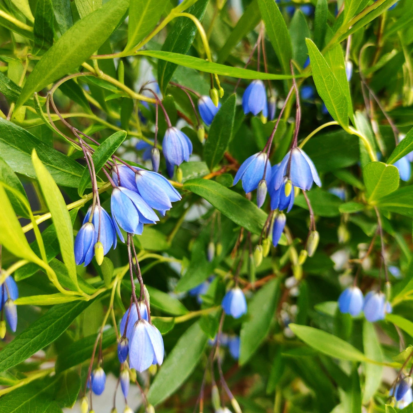 Billardiera heterophylla 'Blue Form' (Bluebell Creeper)