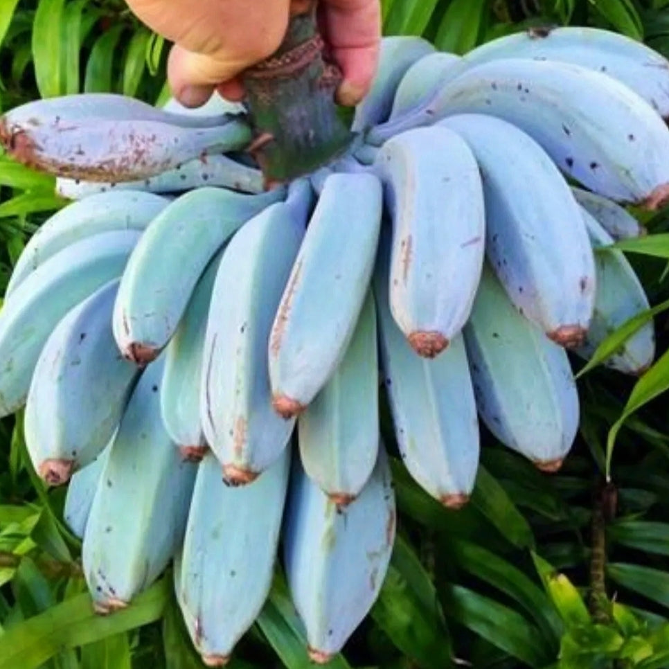 Musa 'Blue Java' (Blue Java Banana) – Pikirangi Online Garden Centre