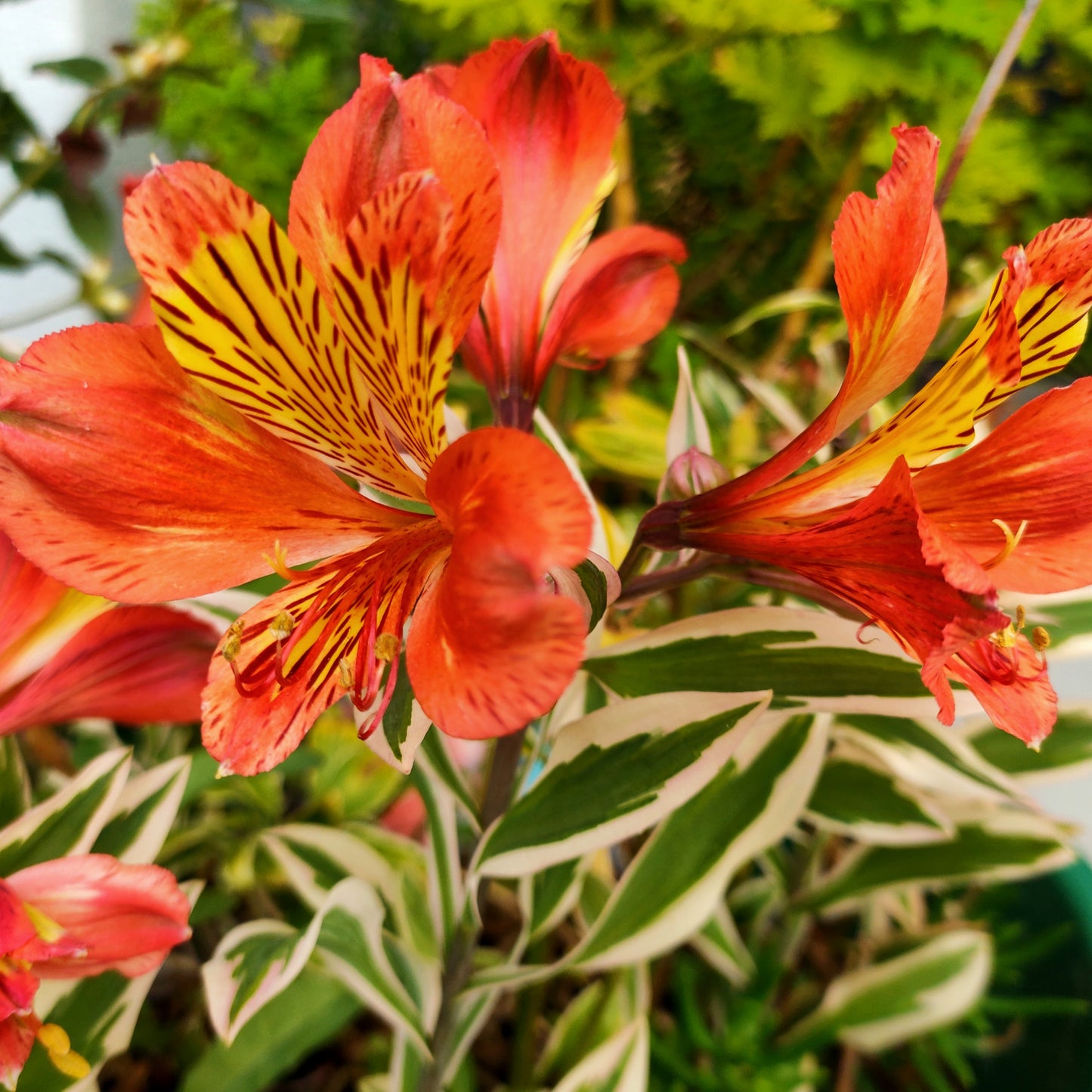 Alstroemeria 'Inca Mardi Gras' (Peruvian Lily)