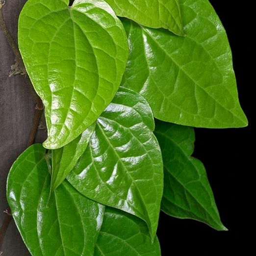 Piper betle (Betel Leaf Plant)