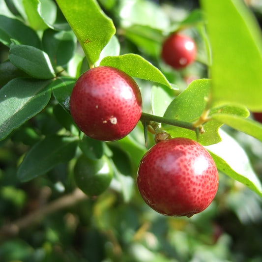 Triphasia trifolia (Limeberry)