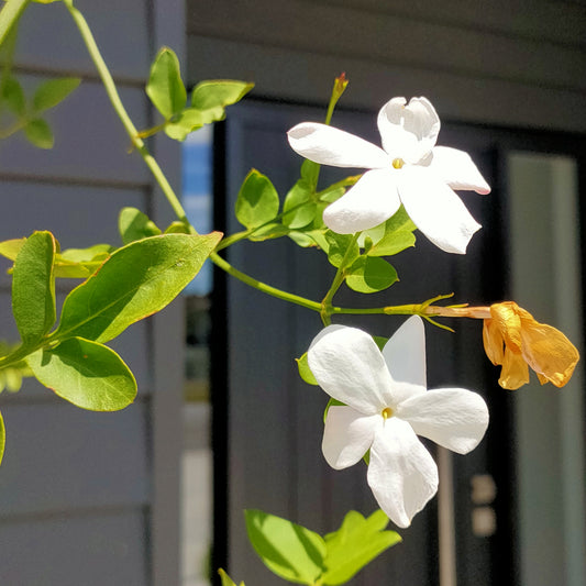 Jasminum officinale 'Grandiflorum' (Common Jasmine)