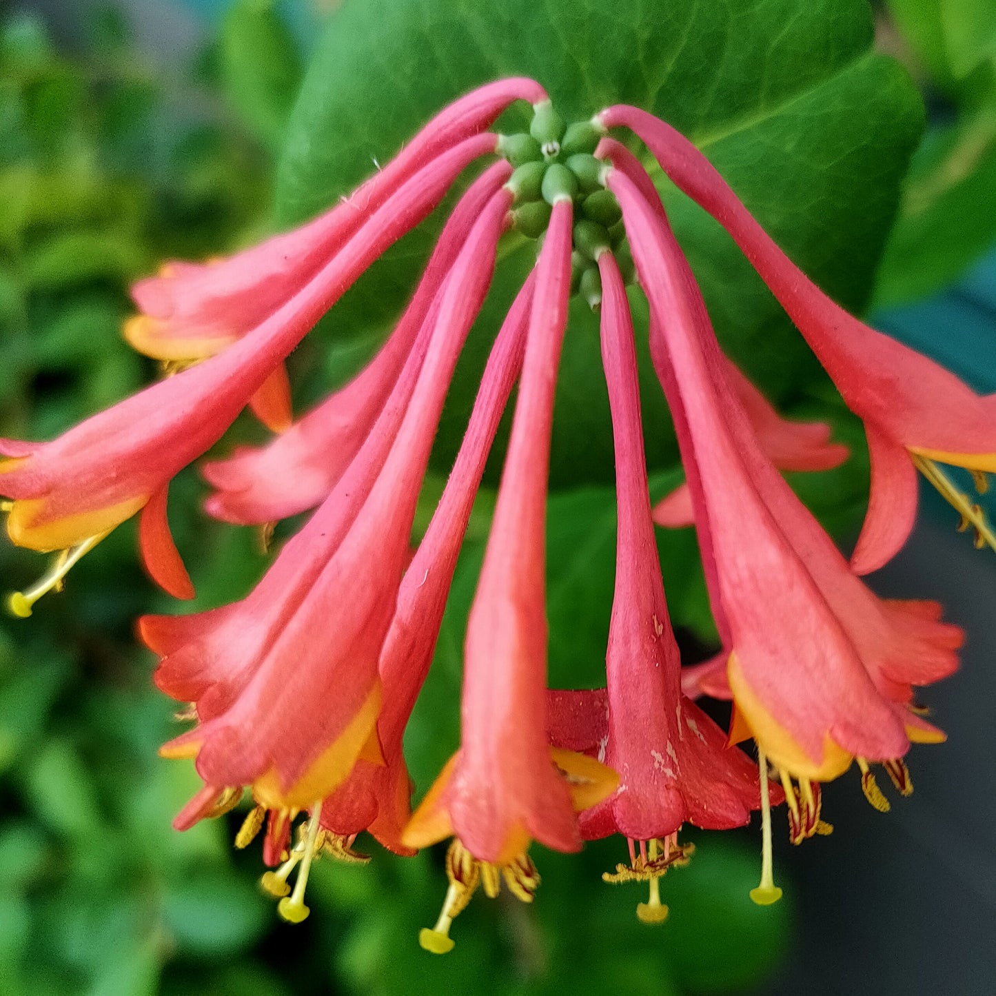 Lonicera × brownii 'Dropmore Scarlet'