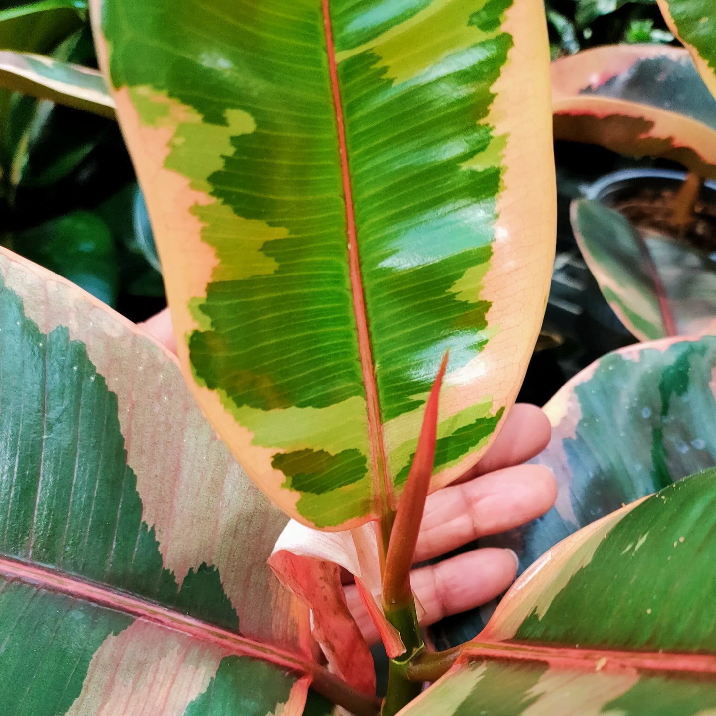 Ficus elastica 'Ruby' (Ruby Rubber Plant)