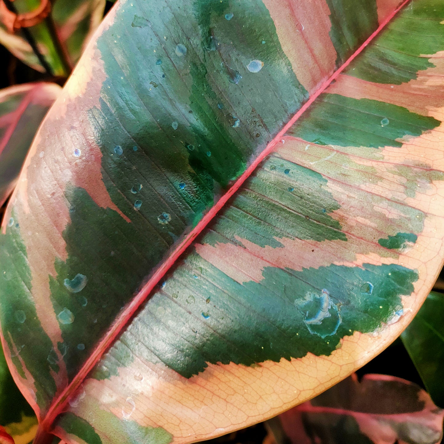 Ficus elastica 'Ruby' (Ruby Rubber Plant)