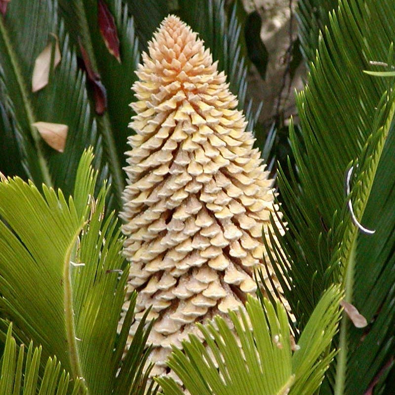 Cycas revoluta (Sago Palm)