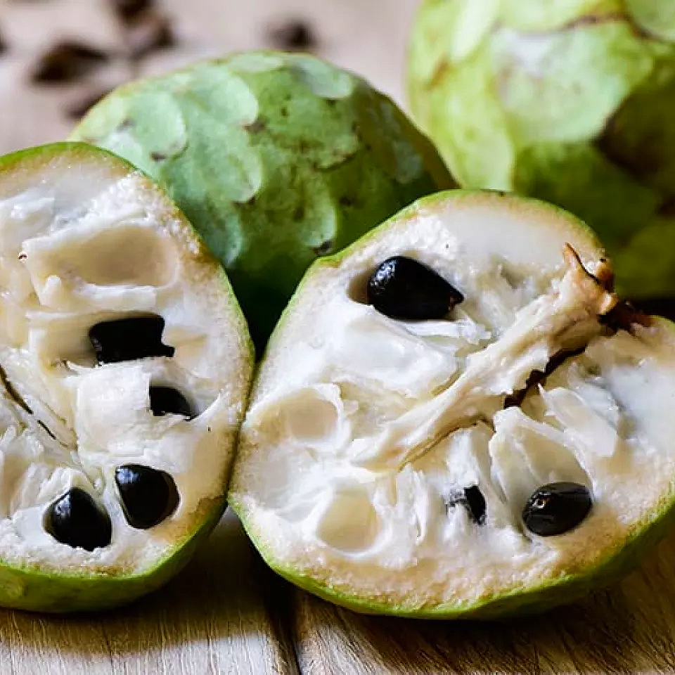 Annona cherimola 'Bays' (Cherimoya)