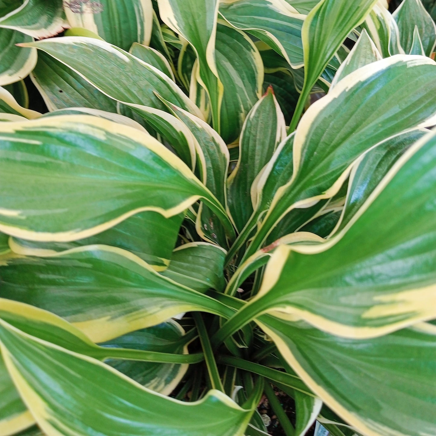 Hosta 'Queen Josephine'