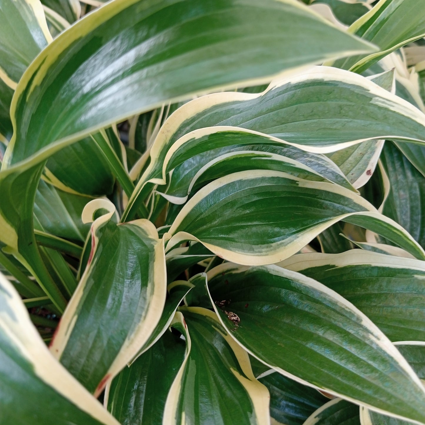 Hosta 'Queen Josephine'