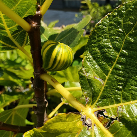 Ficus carica 'Panache' (Tiger Fig)