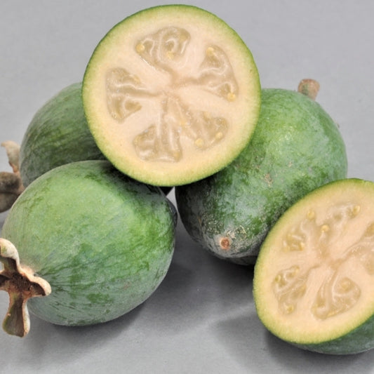 Feijoa sellowiana 'Bambina' (Feijoa)