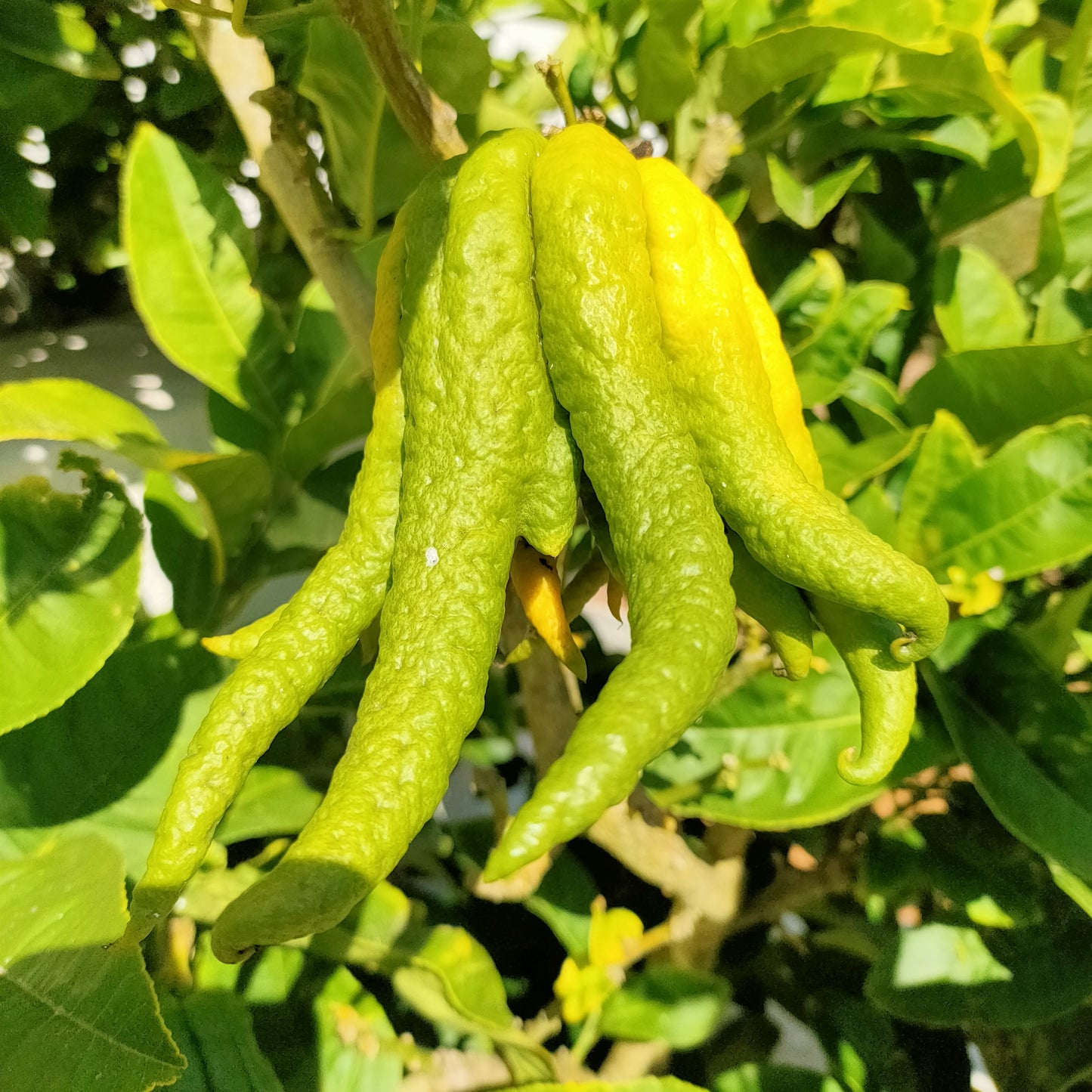 Citrus medica var. sarcodactylis (Fingered Citron, Buddha's Hand)