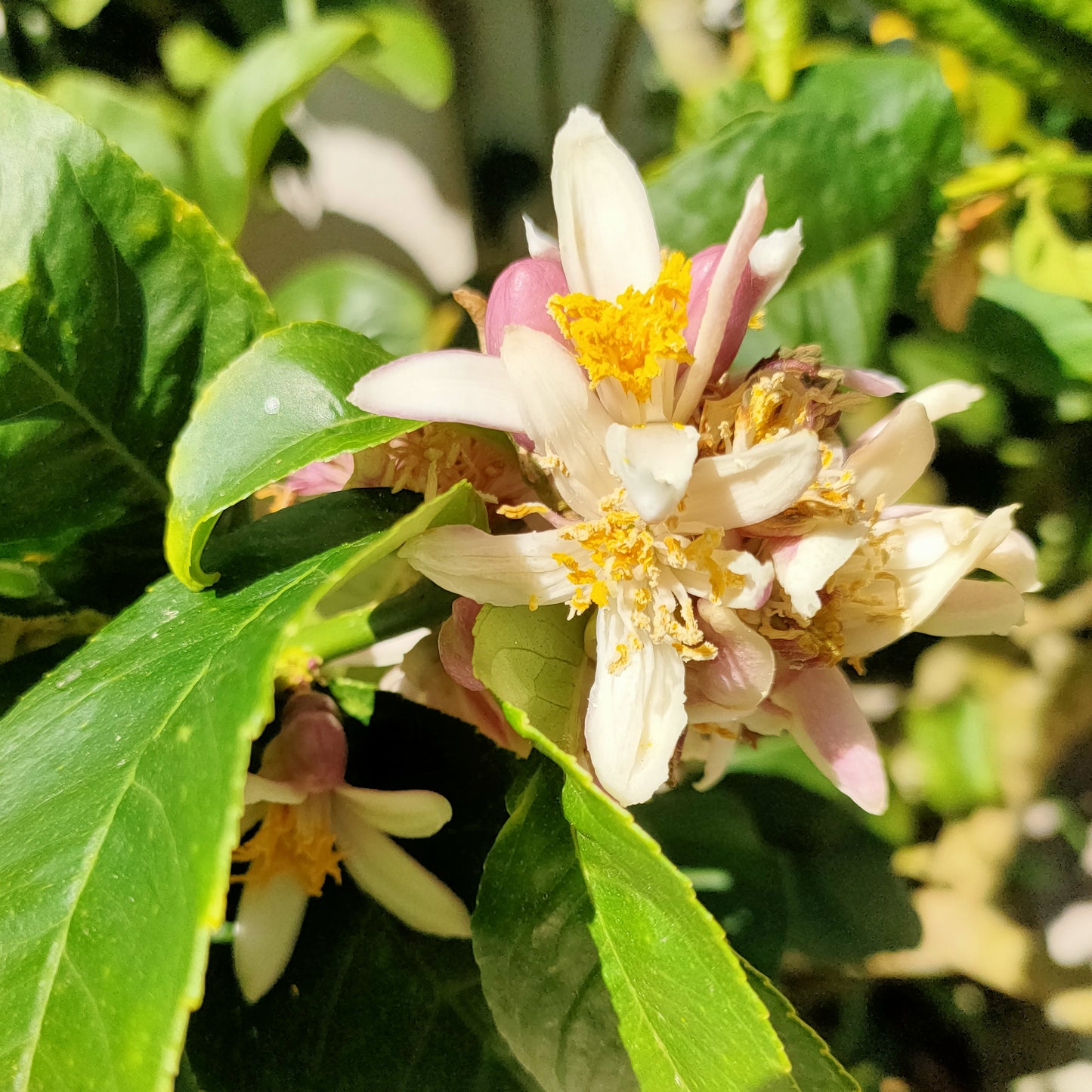 Citrus medica var. sarcodactylis (Fingered Citron, Buddha's Hand)