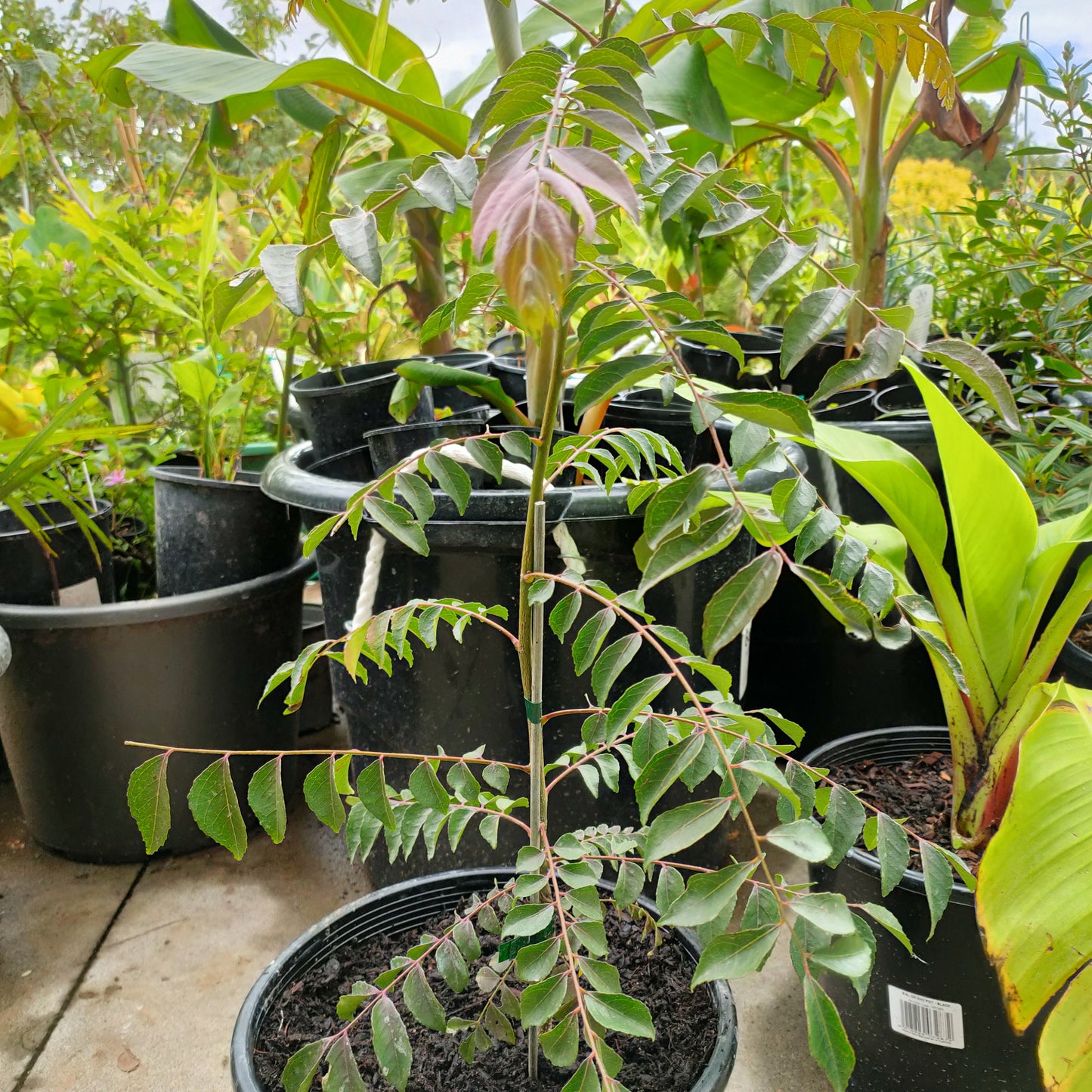 Murraya koenigii curry leaf plant aromatic