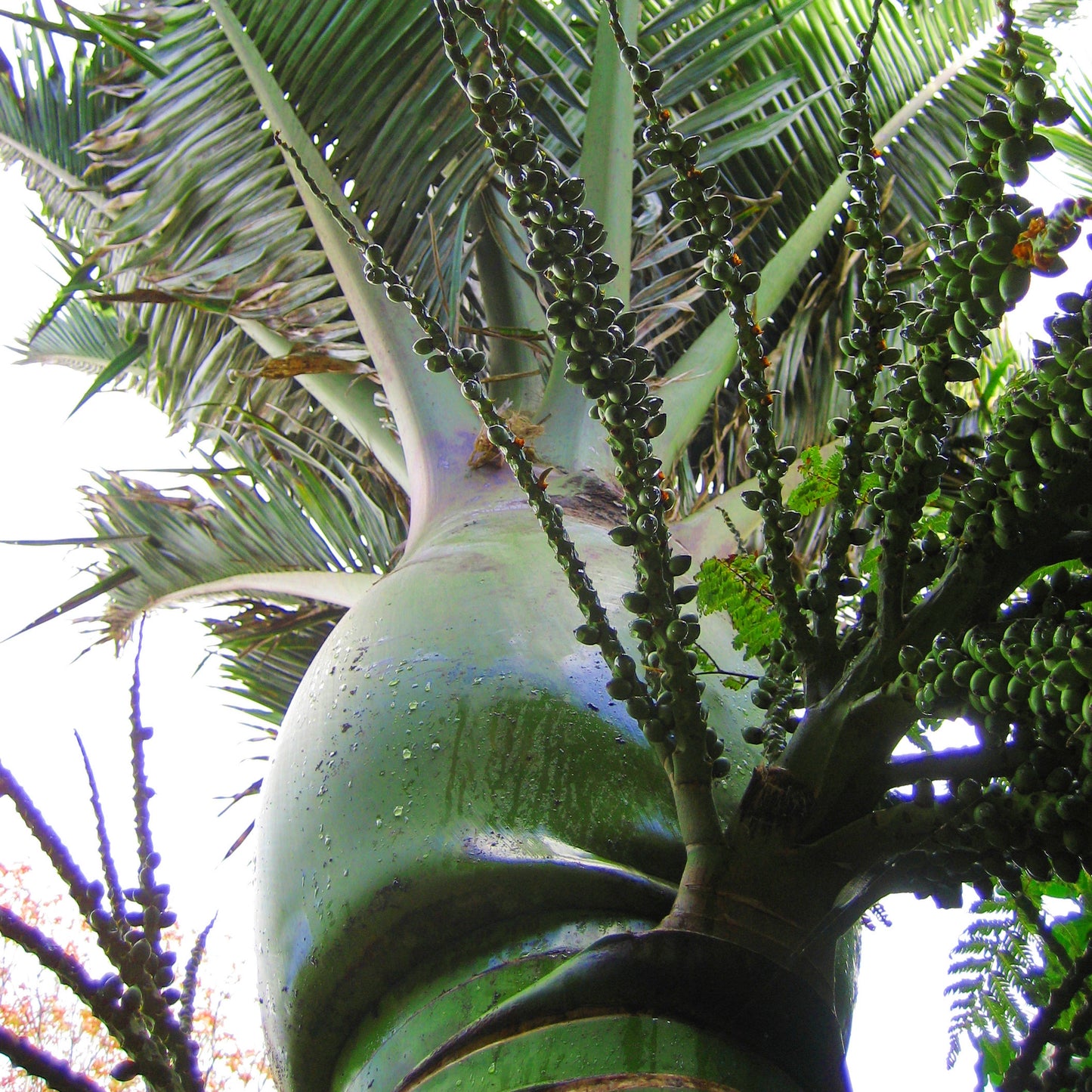 Rhopalostylis sapida (Nikau Palm)