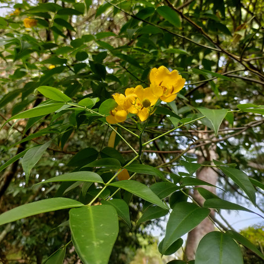 Senna corymbosa (Buttercup Bush)