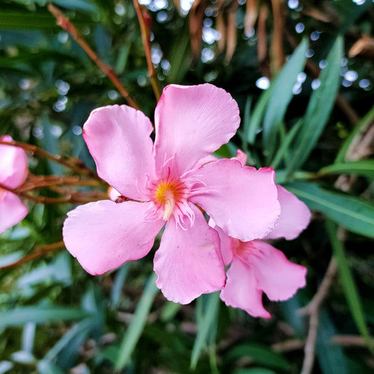 Nerium oleander pink