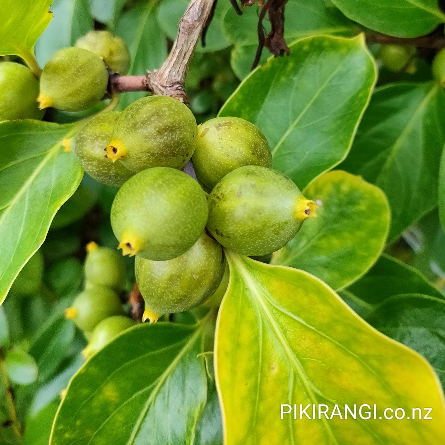 Lonicera hildebrandiana Giant Burmese Honeysuckle fruits 