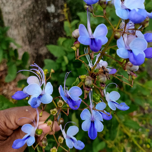 Rotheca myricoides (Butterfly Bush)