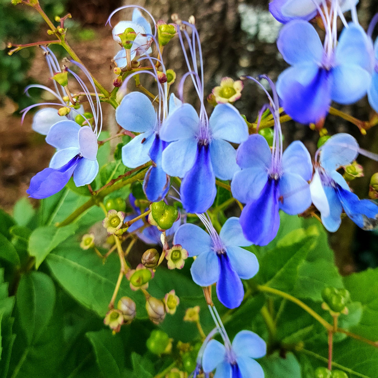 Rotheca myricoides (Butterfly Bush)