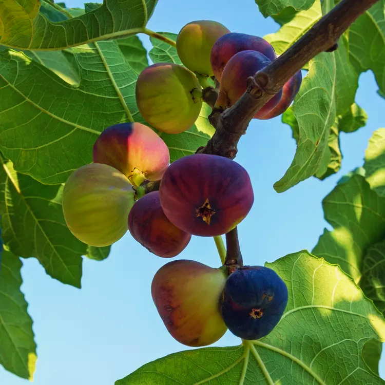 Ficus carica 'Preston Prolific' (Fig)