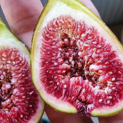 Fig ventura fruit ficus carica