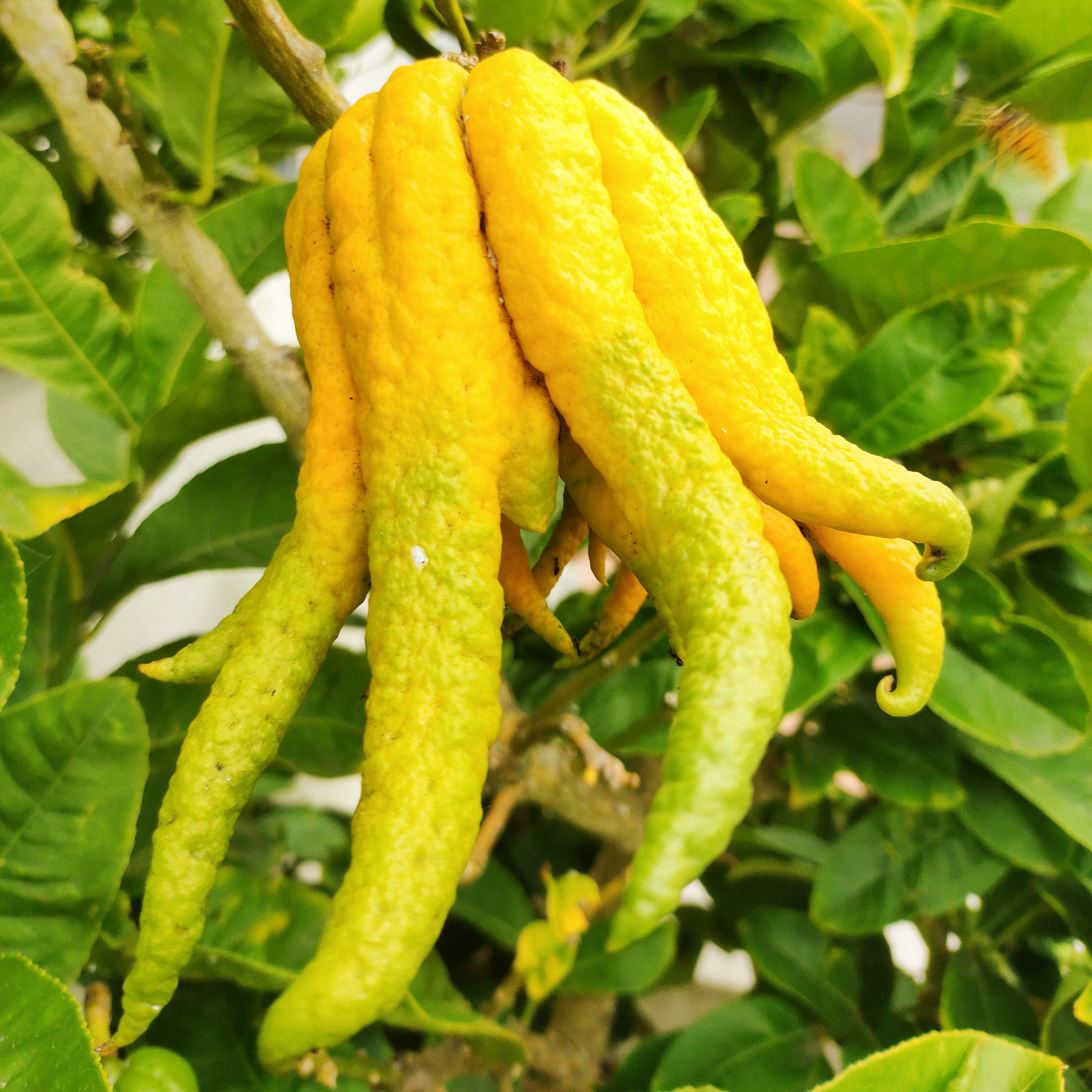 Citrus medica var. sarcodactylis (Fingered Citron, Buddha's Hand ...