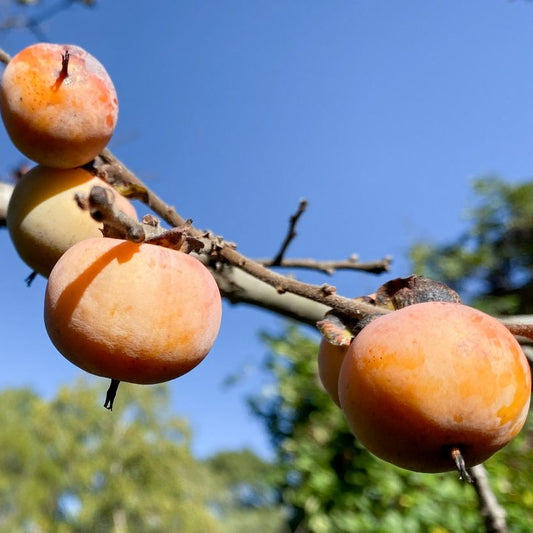 Diospyros virginiana (American Persimmon)