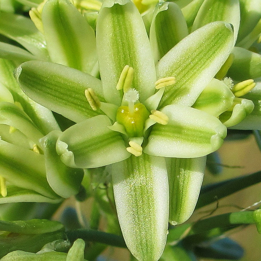 Albuca bracteata (Pregnant Onion)