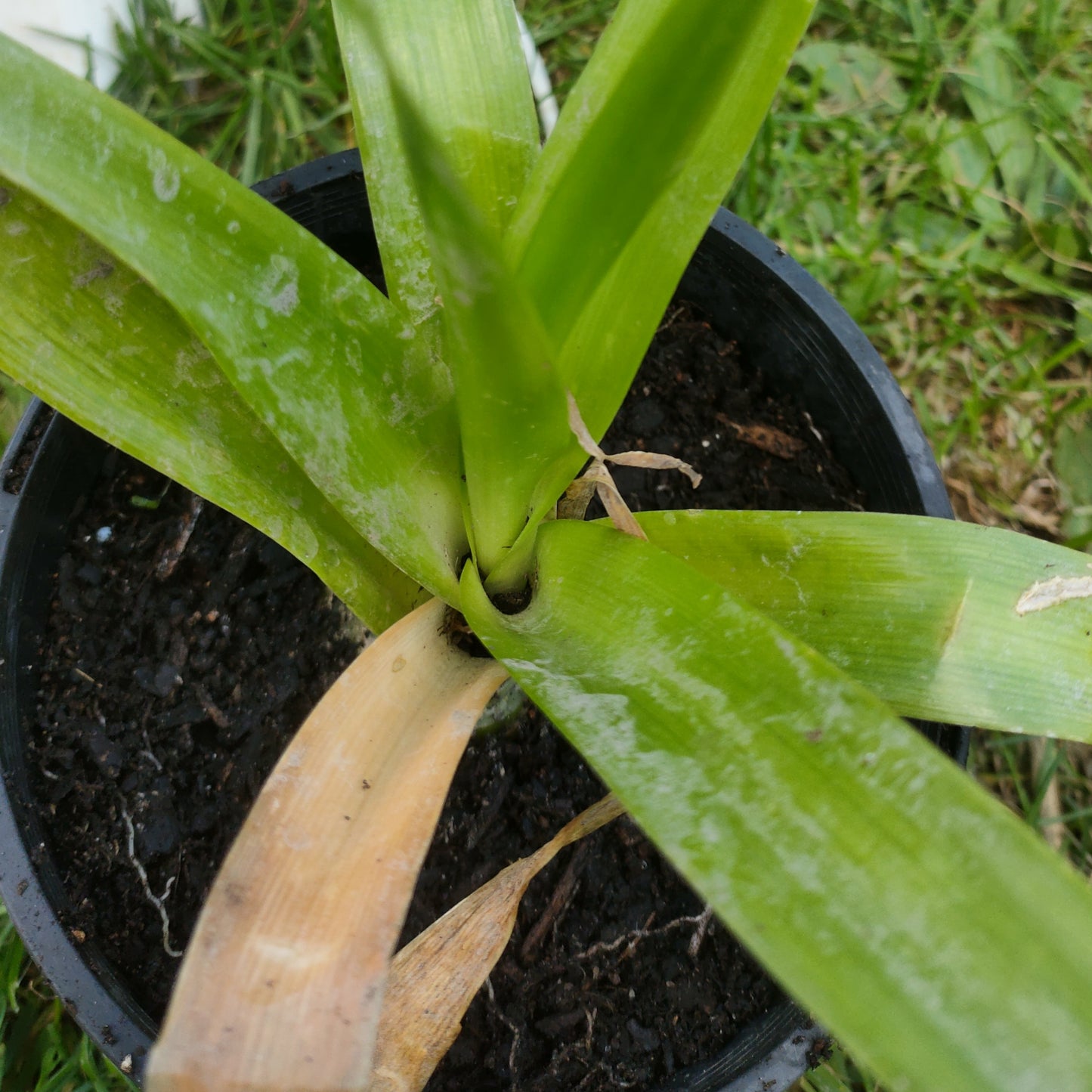 Albuca bracteata (Pregnant Onion)