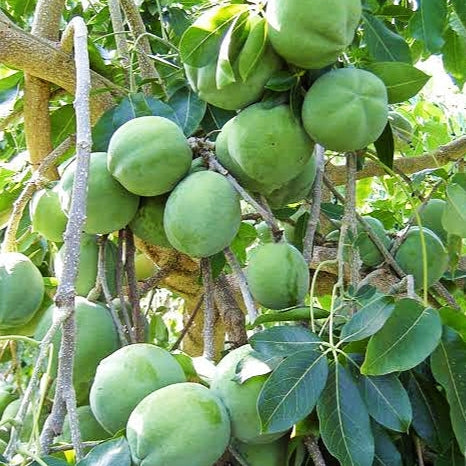 Casimiroa edulis 'Te Puna' (White Sapote)