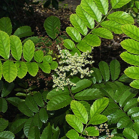 Ackama rosifolia (Makamaka)