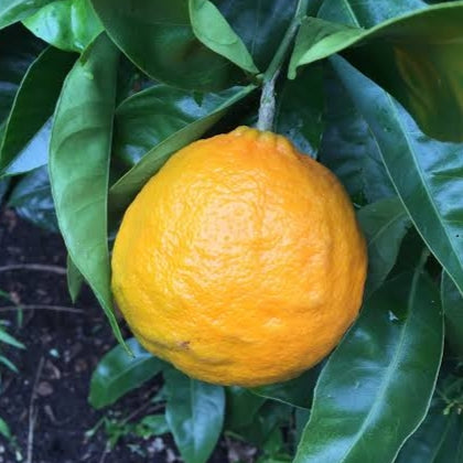 Citrus reticulata × sinensis 'Tangor Dweet' (Temple Orange)